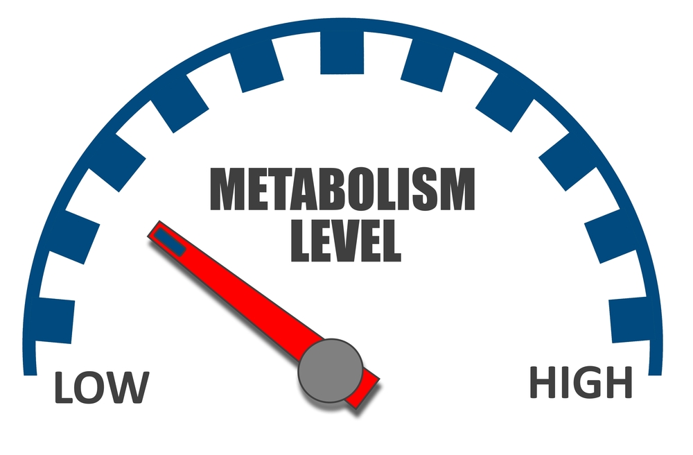 Image result for Metabolism