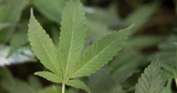 Opening The Discussion For Cannabis Reparations