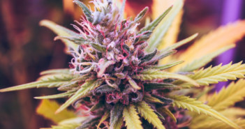 3 Tips To Help You Run Your Cannabusiness Efficiently